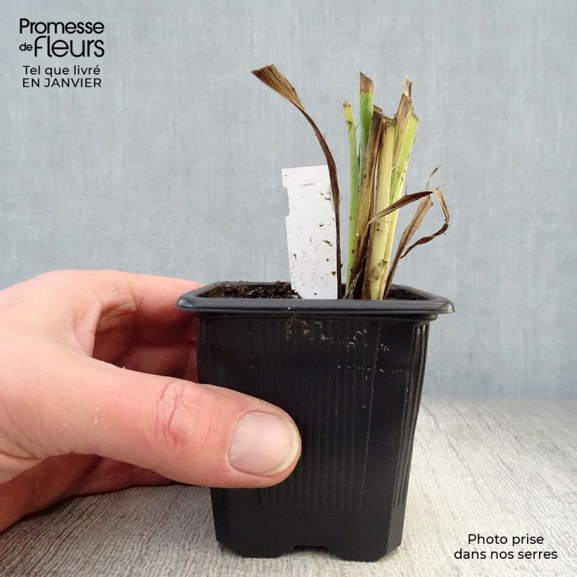 Exemplar von Eryngium yuccifolium - Palmlilien-Mannstreu Kleine Töpfe von 8/9 cm wie im Winter geliefert