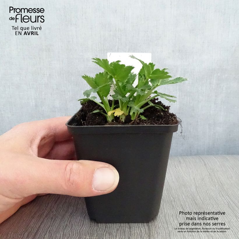 Exemplar von Eryngium zabelii Big Blue - Garten-Mannstreu Kleine Töpfe von 8/9 cm wie im Frühjahr geliefert