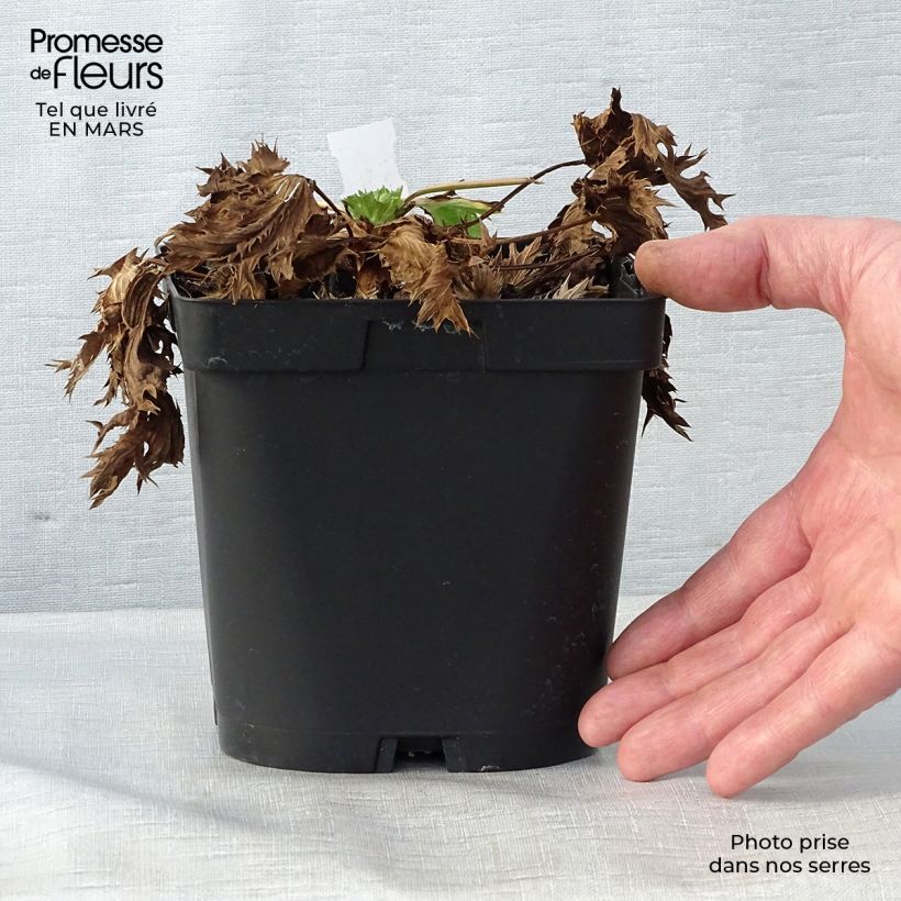 Exemplar von Eryngium zabelii Big Blue - Garten-Mannstreu Topf mit 2L/3L wie im Frühjahr geliefert