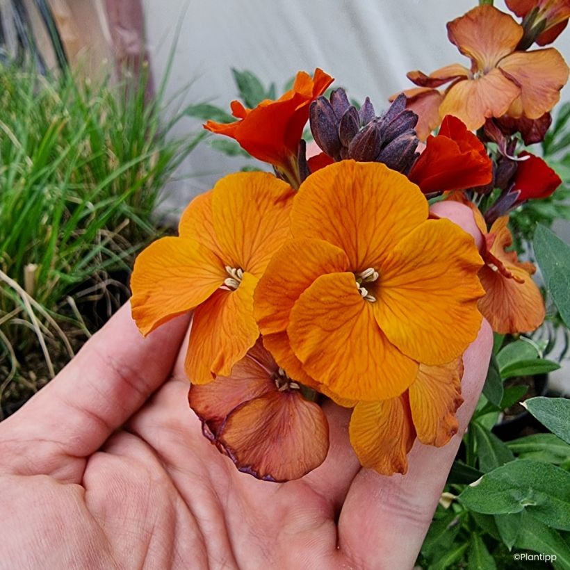 Garten-Goldlack Colour Vibe Orange - Erysimum  (Blüte)