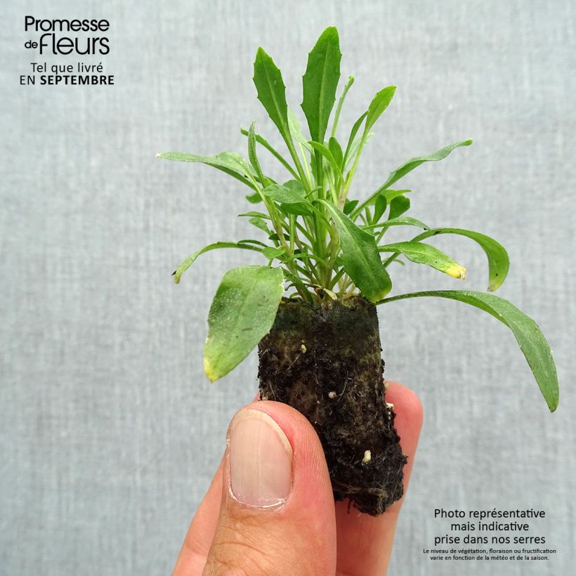 Exemplar von Erysimum allionii Zwerg Mango - Garten-Goldlack Mini-Plug Ø 3/4 cm wie im Herbst geliefert