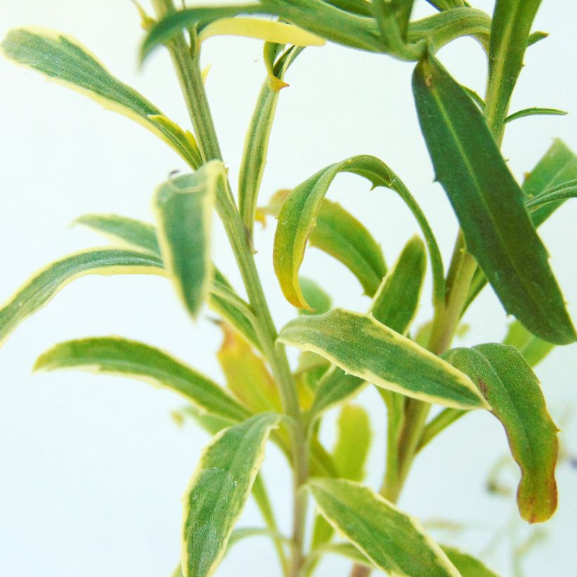 Garten-Goldlack Variegatum - Erysimum linifolium (Laub)