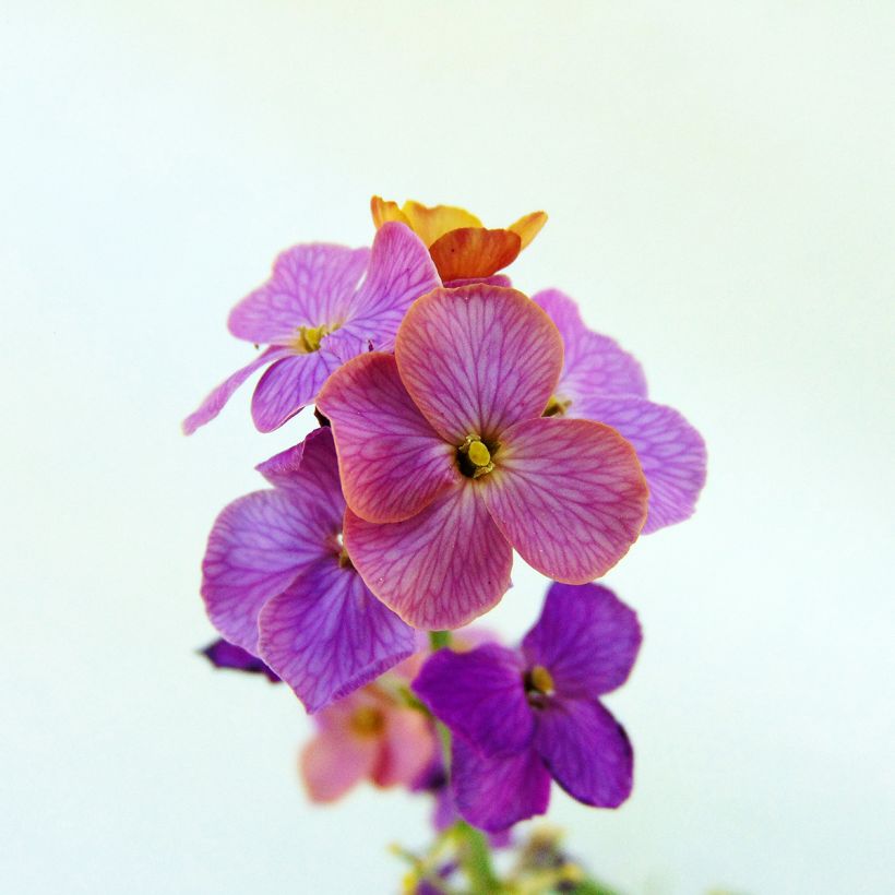 Garten-Goldlack Variegatum - Erysimum linifolium (Blüte)