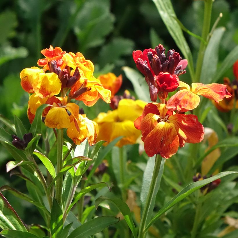 Garten-Goldlack Fair Lady Mix (Samen) - Erysimum (Blüte)