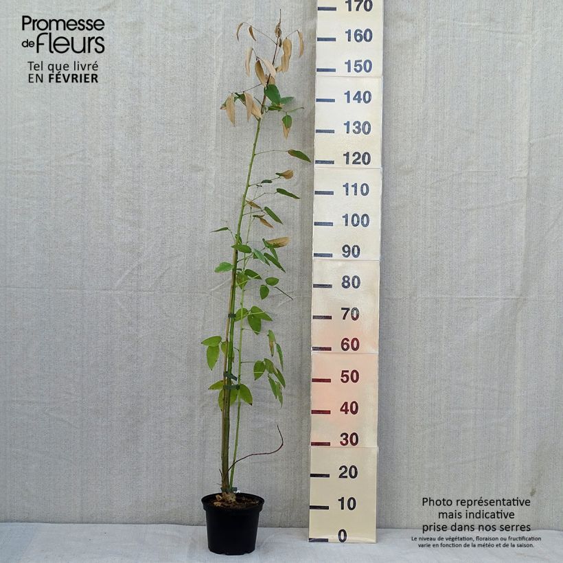 Exemplar von Erythrina crista-galli - Korallenstrauch Topf mit 2L/3L wie im Herbst geliefert