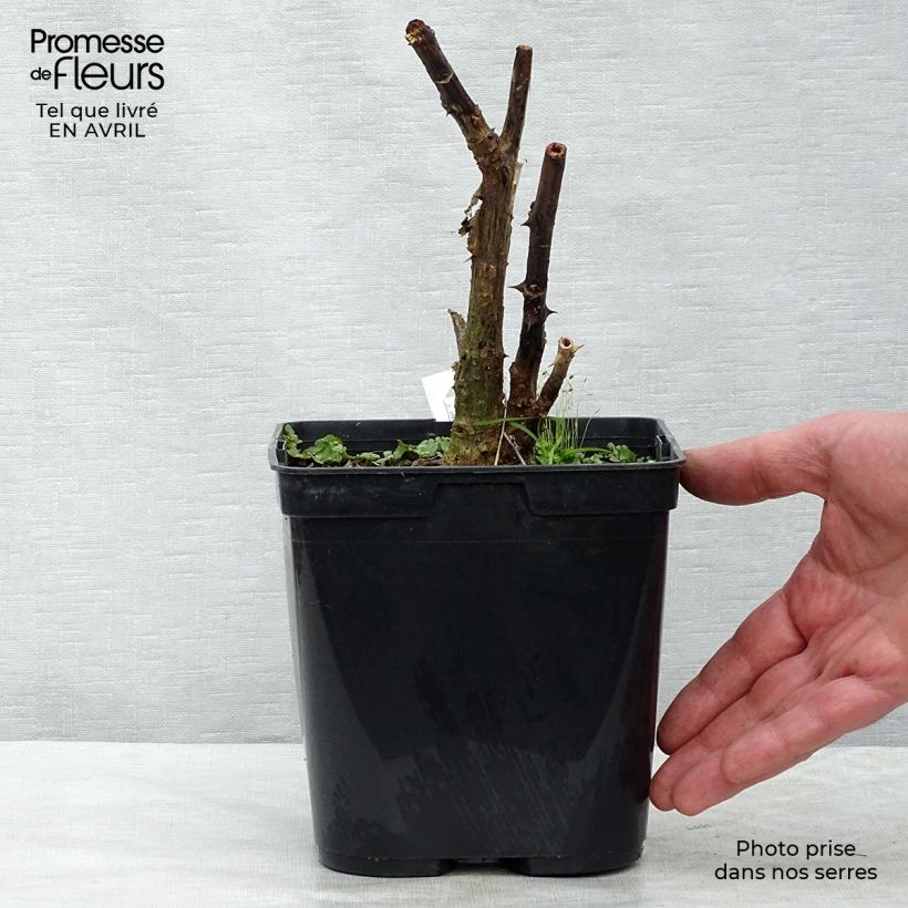 Exemplar von Erythrina crista-galli Compacta - Korallenstrauch Topf mit 2L/3L wie im Frühjahr geliefert