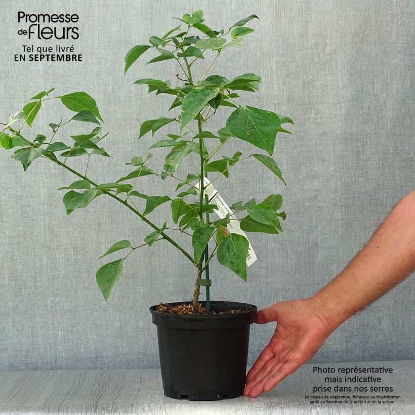 Exemplar von Erythrina bidwillii - Korallenstrauch Topf mit 2L/3L wie im Herbst geliefert