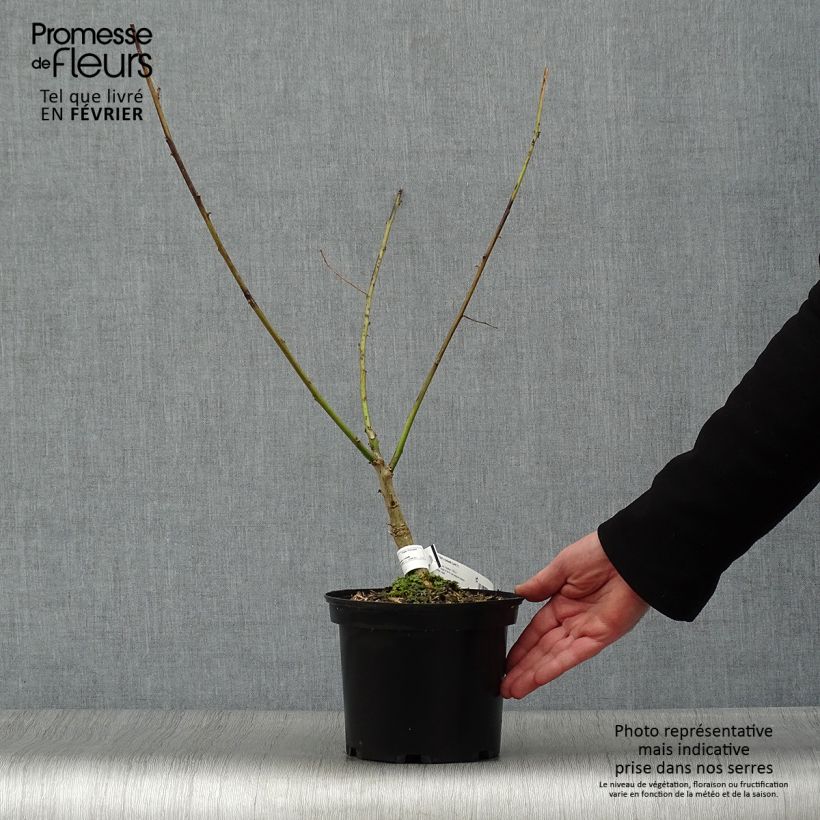 Exemplar von Erythrina bidwillii - Korallenstrauch Topf mit 2L/3L wie im Winter geliefert