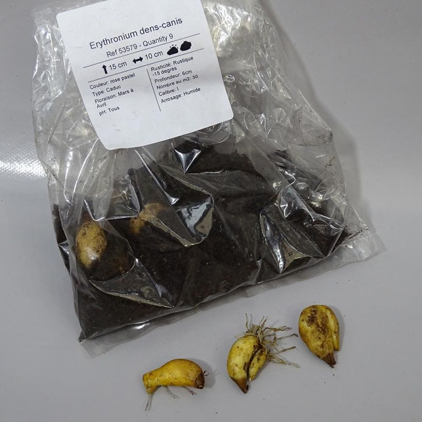 Beispiel eines Exemplars von Erythronium dens-canis - Hunds-Zahnlilie Zwiebel Kaliber/Größe I wie geliefert