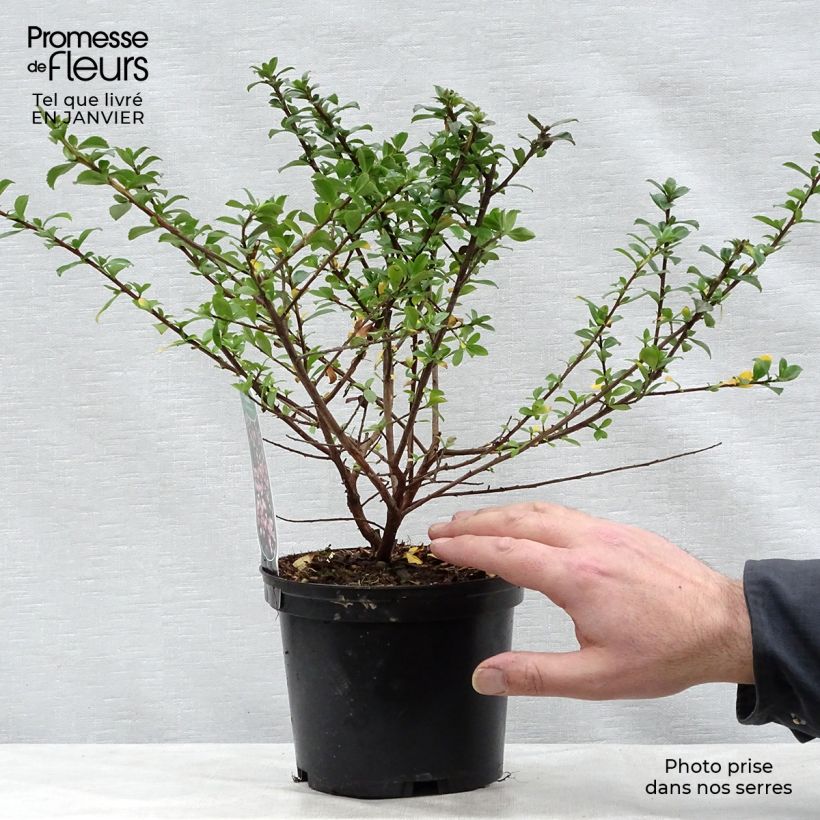 Exemplar von Escallonia Apple Blossom - Andenstrauch Topf mit 2L/3L wie im Winter geliefert