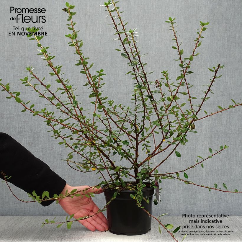 Exemplar von Escallonia C.F. Ball - Andenstrauch Topf mit 2L/3L wie im Herbst geliefert