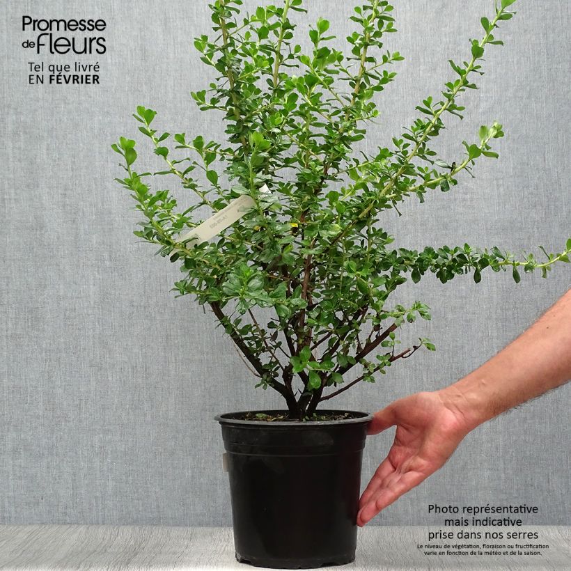 Exemplar von Escallonia Donard Radiance - Andenstrauch Topf mit 3L/4L wie im Herbst geliefert