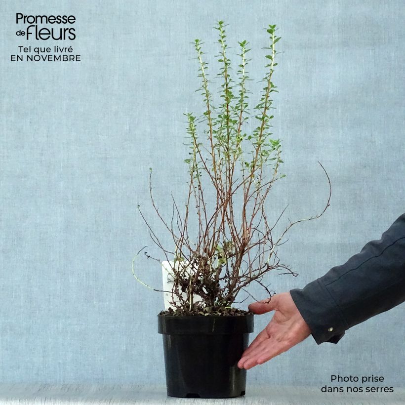 Exemplar von Escallonia Donard Seedling - Andenstrauch Topf mit 1L/1,5L wie im Herbst geliefert