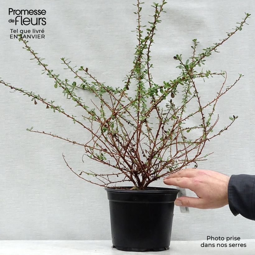 Exemplar von Escallonia Donard Seedling - Andenstrauch Topf mit 1L/1,5L wie im Winter geliefert