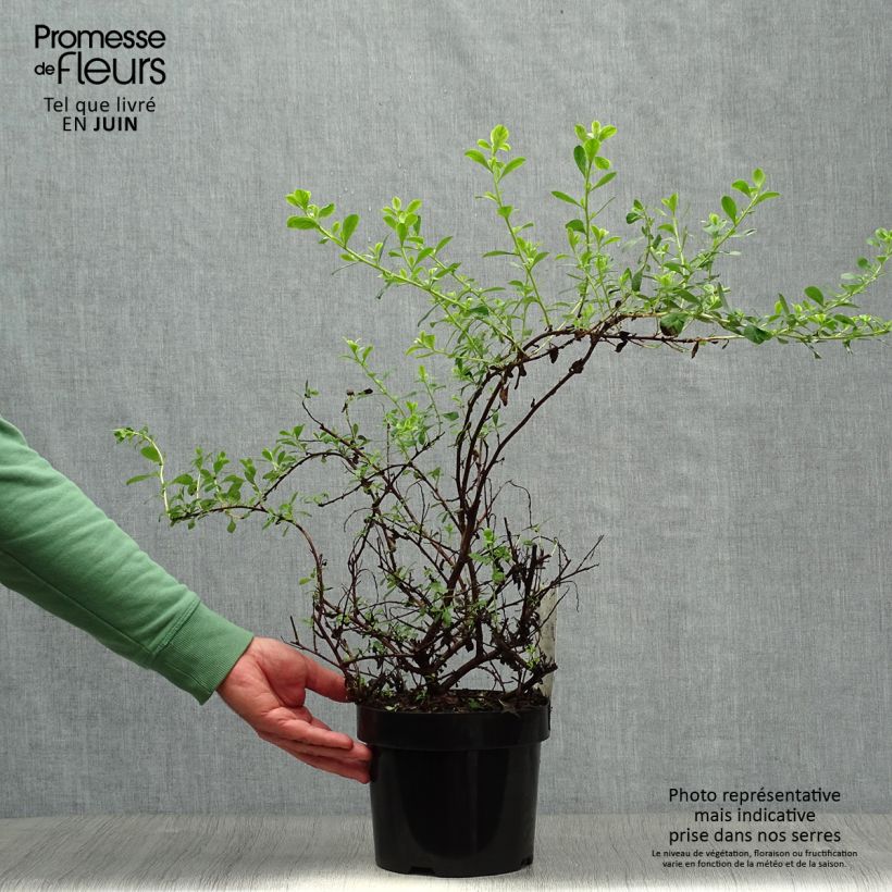 Exemplar von Escallonia Donard Seedling - Andenstrauch Topf mit 1L/1,5L wie im Sommer geliefert