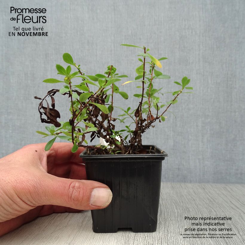 Exemplar von Escallonia Donard Seedling - Andenstrauch Kleine Töpfe von 8/9 cm wie im Herbst geliefert