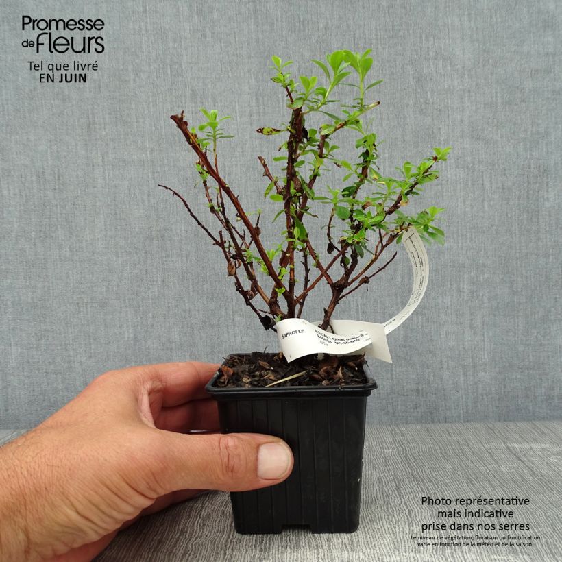 Exemplar von Escallonia Donard Seedling - Andenstrauch Kleine Töpfe von 8/9 cm wie im Sommer geliefert