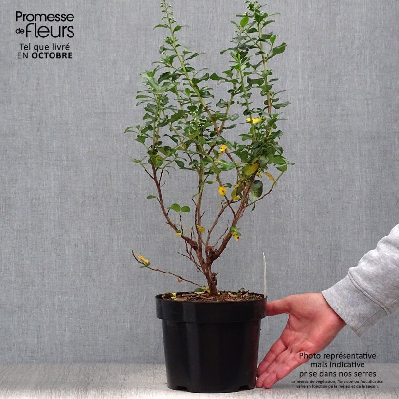 Exemplar von Escallonia Iveyi - Andenstrauch Topf mit 2L/3L wie im Herbst geliefert