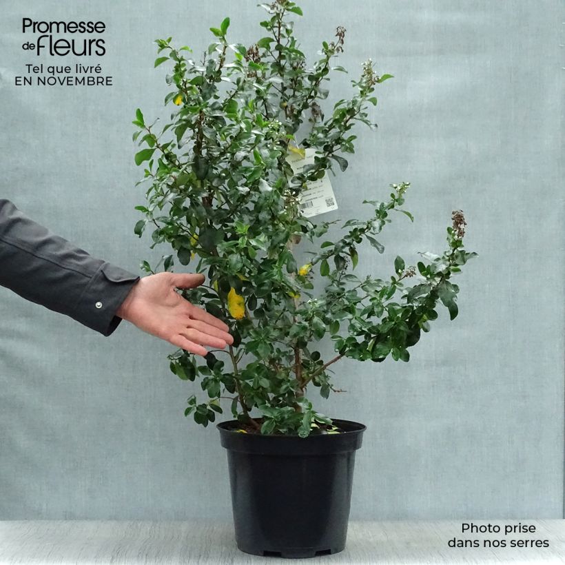 Exemplar von Escallonia Iveyi - Andenstrauch Topf mit 7,5L/10L wie im Herbst geliefert