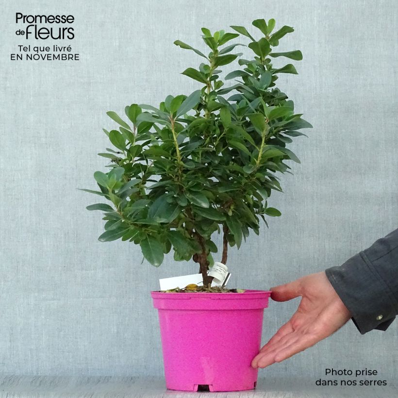 Exemplar von Escallonia laevis Pink Elle Lades - Andenstrauch Topf mit 2L/3L wie im Herbst geliefert