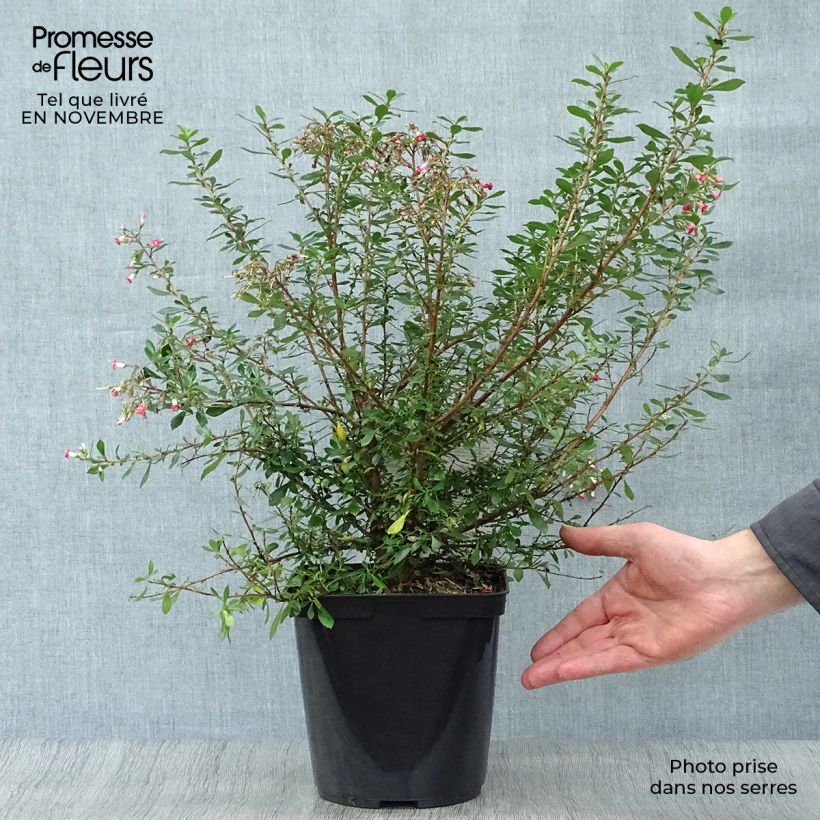 Exemplar von Escallonia Red Carpet - Andenstrauch Topf mit 3L/4L wie im Herbst geliefert