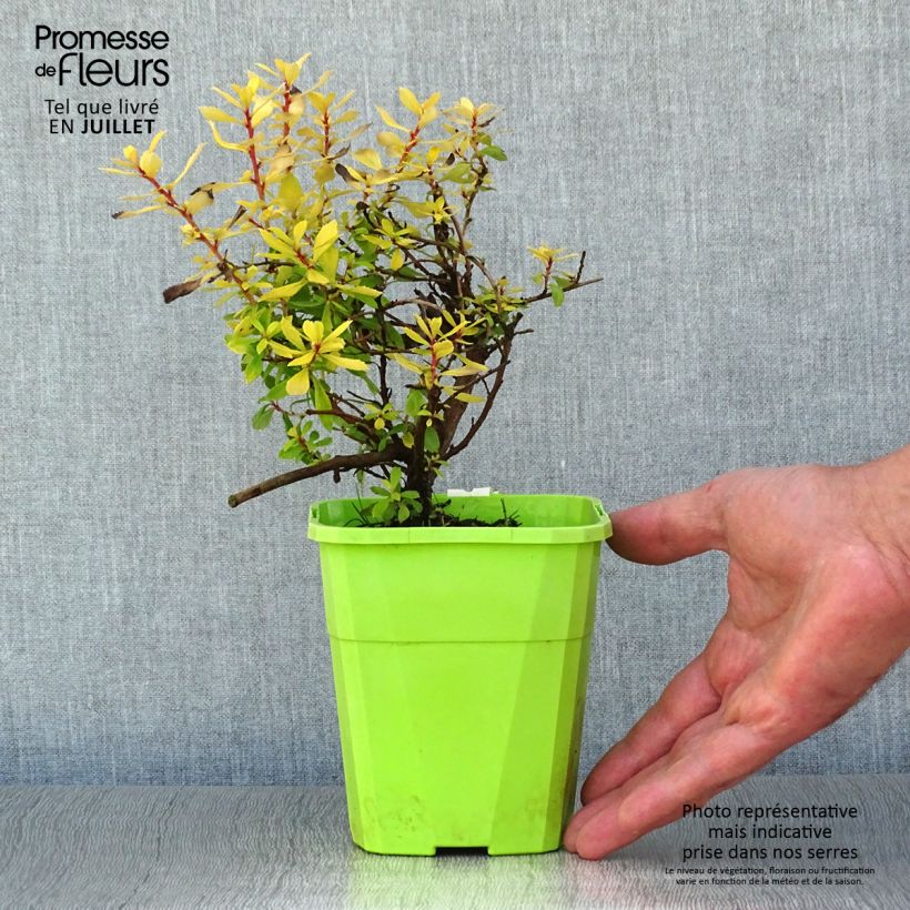 Exemplar von Escallonia Golden Carpet - Andenstrauch Topf mit 1L/1,5L wie im Sommer geliefert