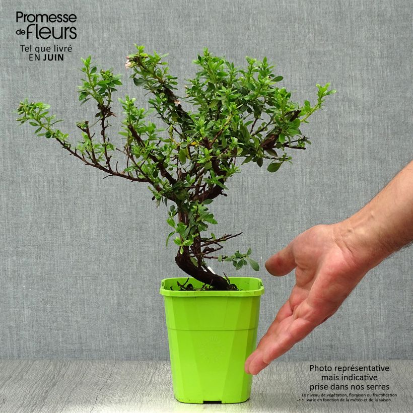 Exemplar von Escallonia Show Stopper - Andenstrauch Topf mit 3L/4L wie im Sommer geliefert