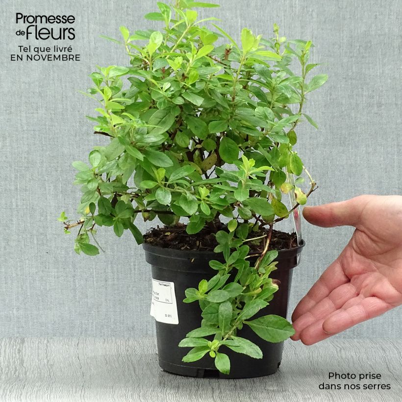 Exemplar von Escallonia laevis Gold Ellen - Andenstrauch Topf mit 2L/3L wie im Herbst geliefert