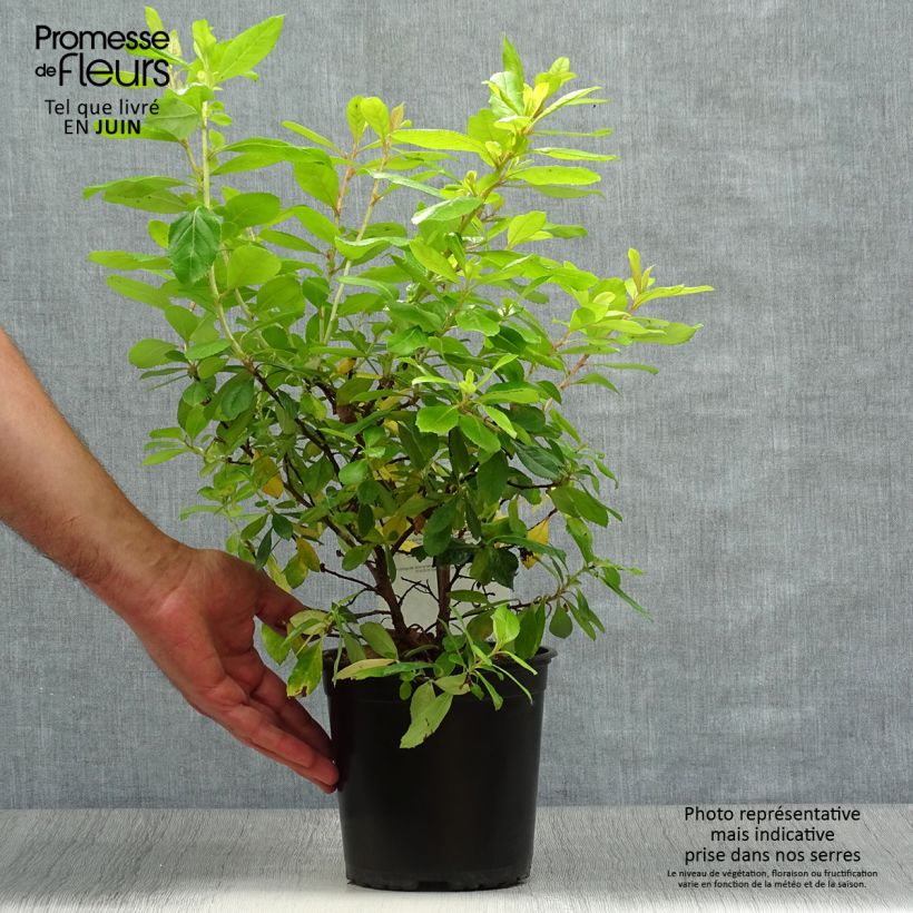 Exemplar von Escallonia laevis Gold Ellen - Andenstrauch Topf mit 2L/3L wie im Sommer geliefert