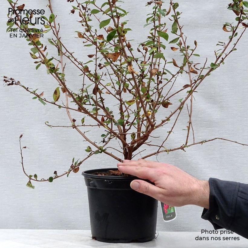 Exemplar von Escallonia rubra var. Macrantha Crimson Spire - Andenstrauch Topf mit 2L/3L wie im Winter geliefert