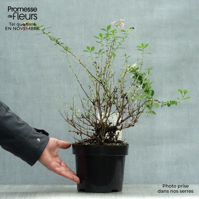 Exemplar von Escallonia rubra var. macrantha - Andenstrauch Topf mit 3L/4L wie im Herbst geliefert