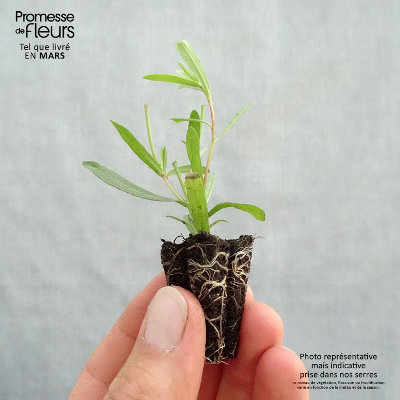 Exemplar von Estragon Tolergon Bio - Artemisia dracunculus Mini-Plug Ø 3/4 cm wie im Frühjahr geliefert