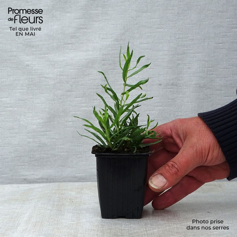 Exemplar von Estragon - Artemisia dracunculus Kleine Töpfe von 7/8 cm wie im Frühjahr geliefert