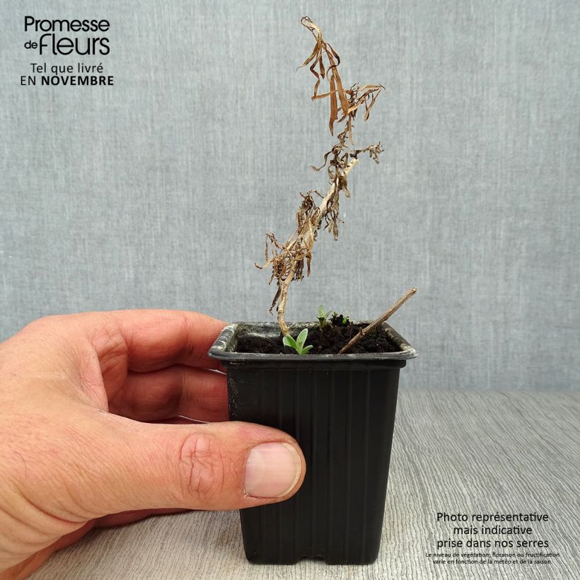 Exemplar von Estragon - Artemisia dracunculus Kleine Töpfe von 7/8 cm wie im Herbst geliefert