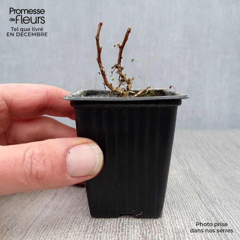 Exemplar von Estragon - Artemisia dracunculus Kleine Töpfe von 7/8 cm wie im Winter geliefert
