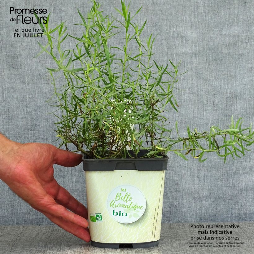 Exemplar von Estragon Bio - Artemisia dracunculus Topf mit 1L/1,5L wie im Sommer geliefert