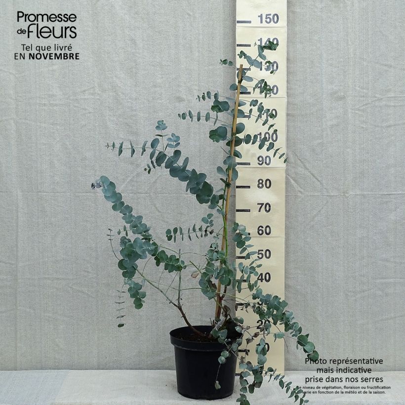 Exemplar von Eucalyptus cinerea Silver Dollar Topf mit 2L/3L wie im Herbst geliefert