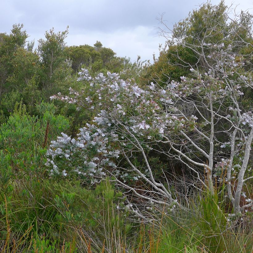 Eucalyptus crenulata (Hafen)