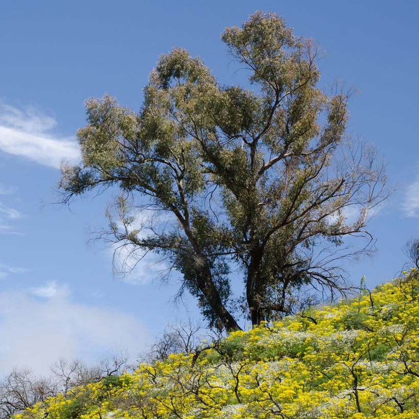 Eucalyptus globulus - Eucalyptusbaum (Hafen)