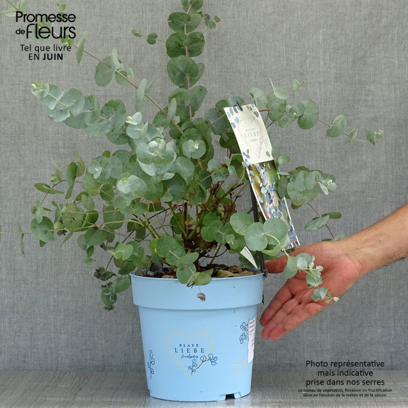 Exemplar von Eucalyptus gunnii Azura Cagire - Mostgummi-Eukalyptus Topf mit 3L/4L wie im Sommer geliefert