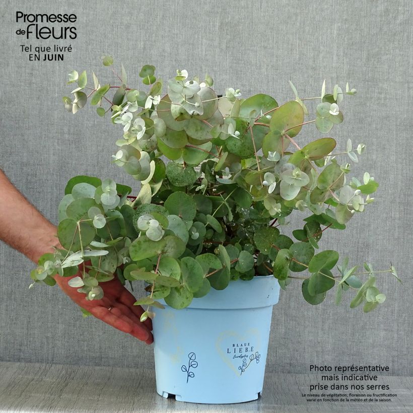 Exemplar von Eucalyptus gunnii Blaue Liebe - Mostgummi-Eukalyptus Topf mit 6L/7L wie im Sommer geliefert