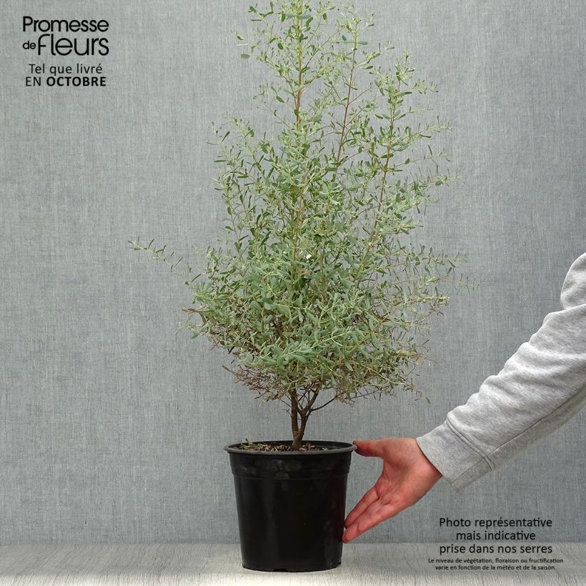 Exemplar von Eucalyptus gunnii France Bleu Rengun - Mostgummi-Eukalyptus Topf mit 3L/4L wie im Herbst geliefert