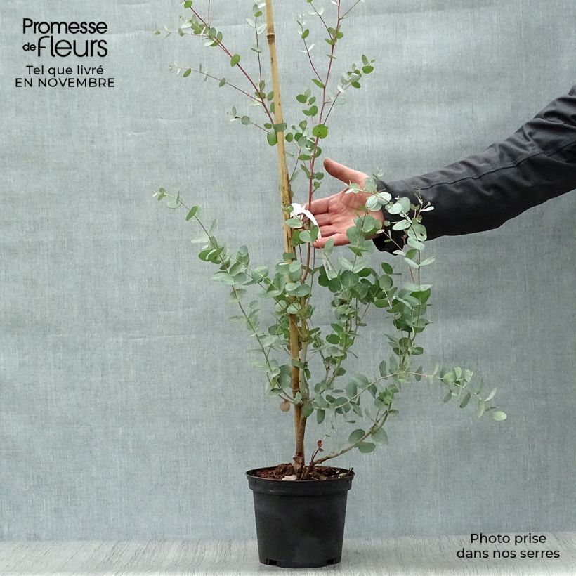 Exemplar von Eucalyptus gunnii Silverana - Mostgummi-Eukalyptus Topf mit 1,5L/2L wie im Herbst geliefert