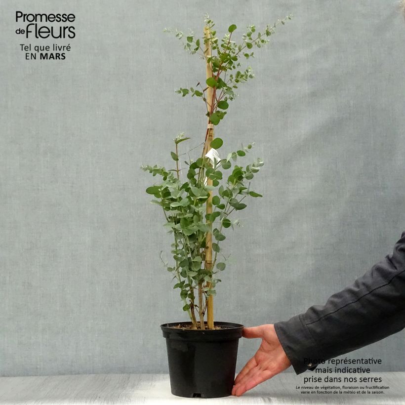 Exemplar von Eucalyptus gunnii Silverana - Mostgummi-Eukalyptus Topf mit 1,5L/2L wie im Frühjahr geliefert