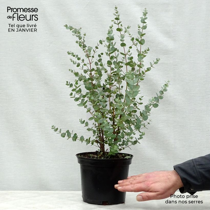 Exemplar von Mostgummi-Eukalyptus - Eucalyptus gunnii Topf mit 2L/3L wie im Winter geliefert