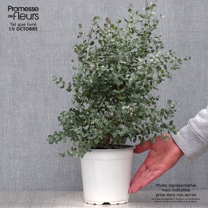 Exemplar von Mostgummi-Eukalyptus - Eucalyptus gunnii Topf mit 2L/3L wie im Herbst geliefert