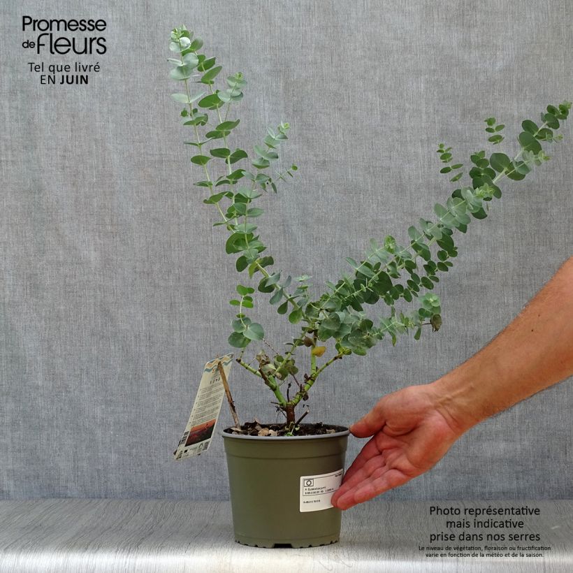 Exemplar von Mostgummi-Eukalyptus - Eucalyptus gunnii Topf mit 2L/3L wie im Sommer geliefert