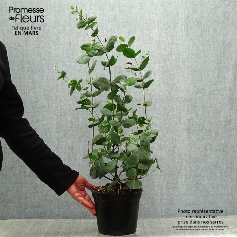 Exemplar von Eucalyptus neglecta Topf mit 4L/5L wie im Frühjahr geliefert