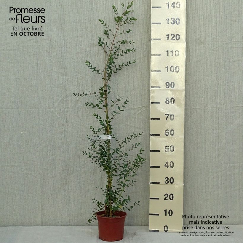 Exemplar von Eucalyptus parvula Kleine Töpfe von 8/9 cm wie im Herbst geliefert