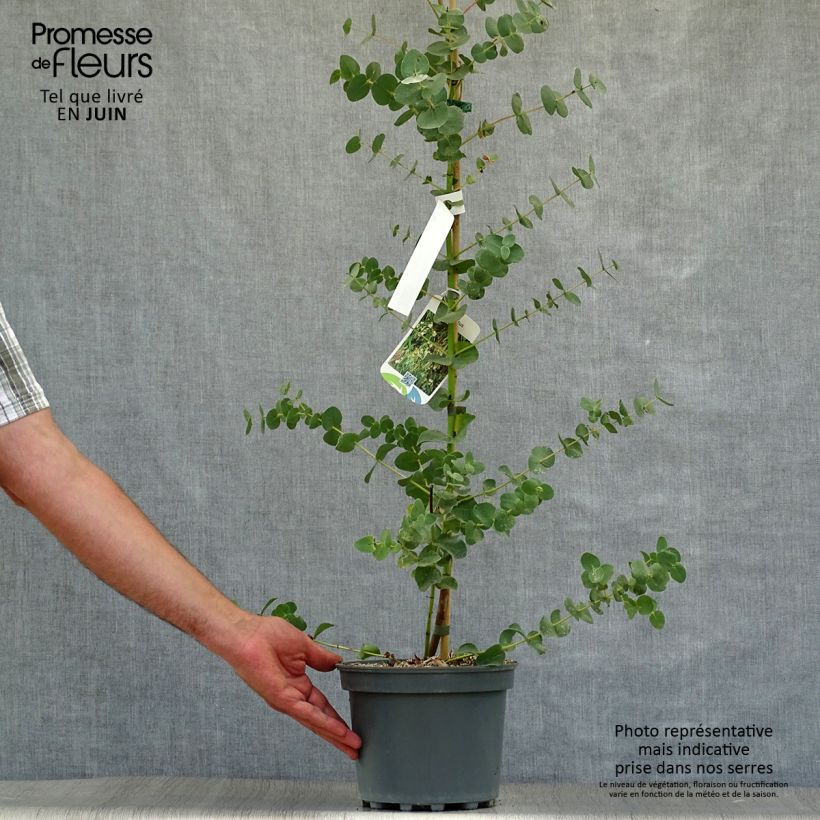 Exemplar von Eucalyptus parvula Topf mit 3L/4L wie im Sommer geliefert